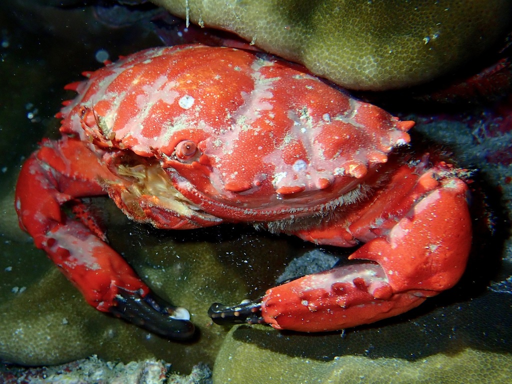 Splendid Pebble Crab