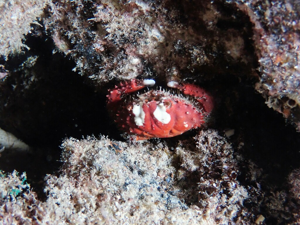 Crabe splendide
