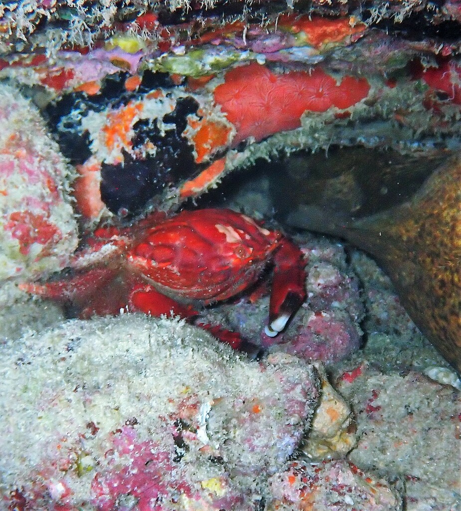 Crabe splendide