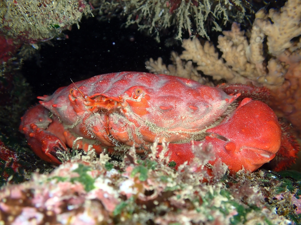 Crabe splendide