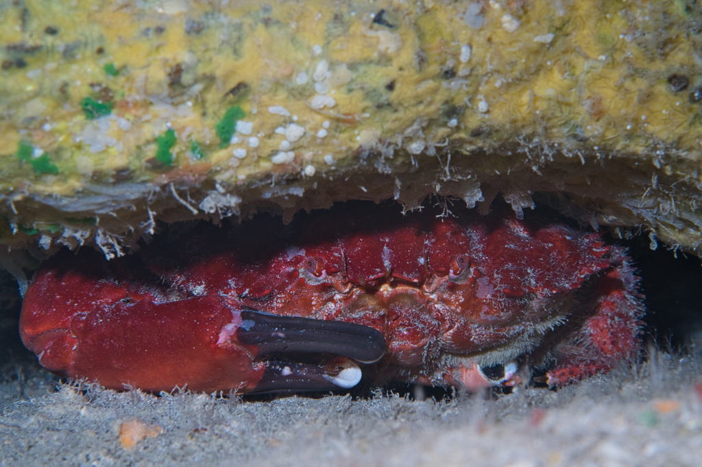 Crabe splendide