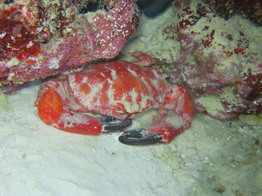 Crabe splendide