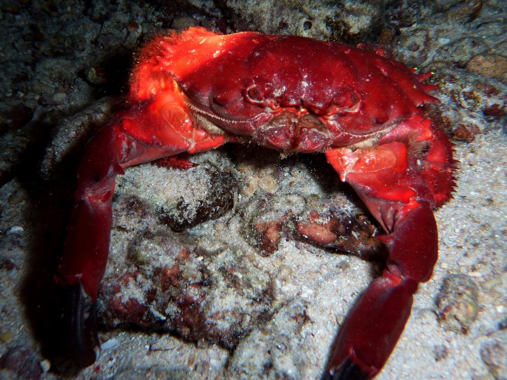 Crabe splendide