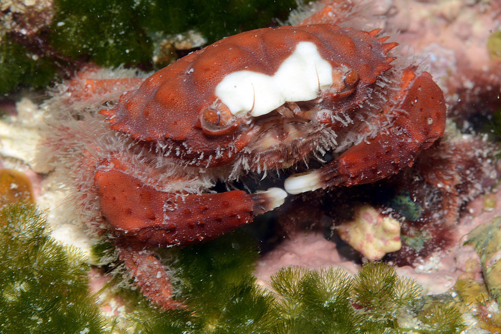 Crabe splendide