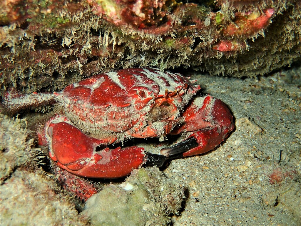 Crabe splendide