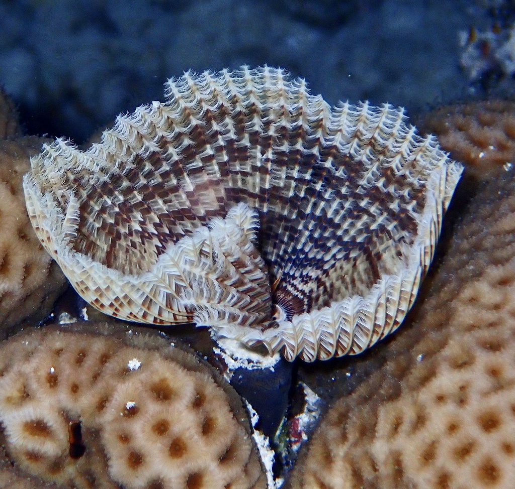 Indian Feather Duster Worm