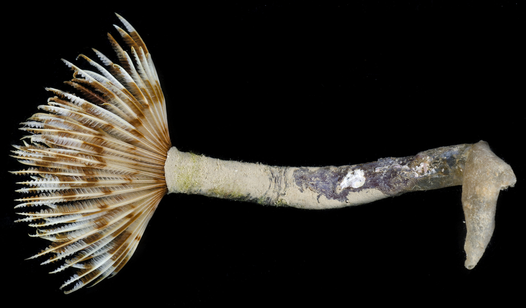 Indian Feather Duster Worm