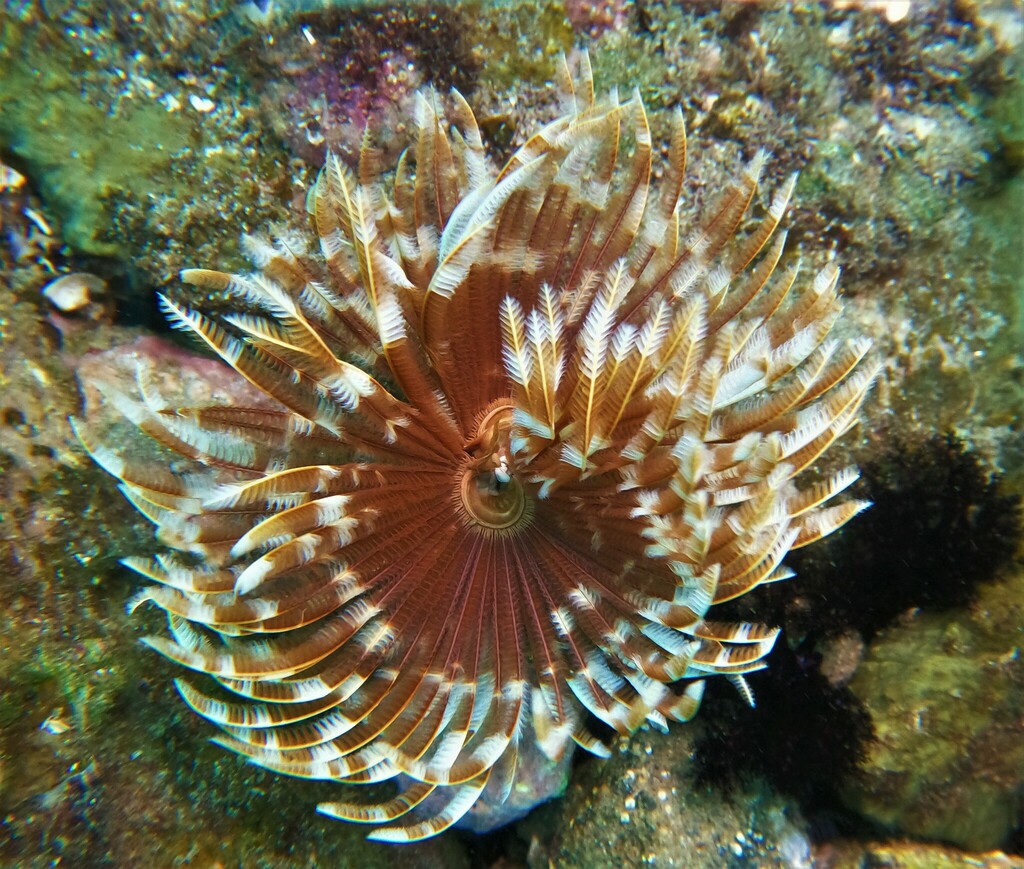 Indian Feather Duster Worm