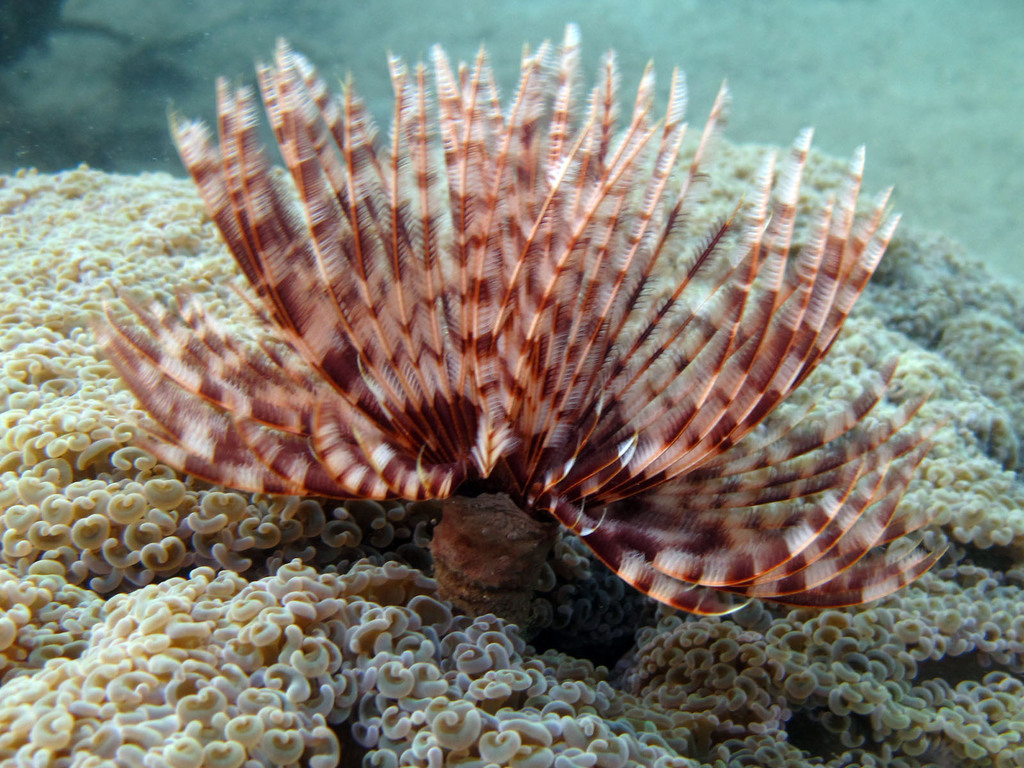 Indian Feather Duster Worm