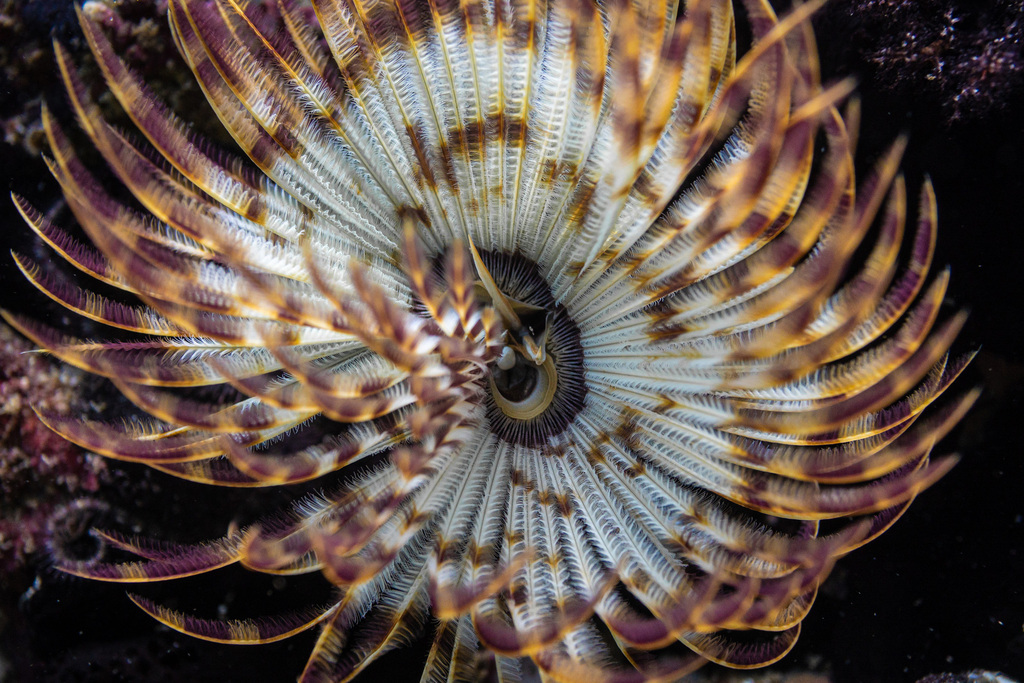 Indian Feather Duster Worm