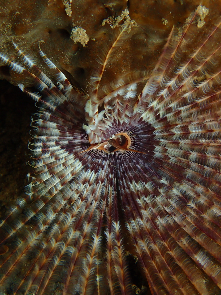 Indian Feather Duster Worm