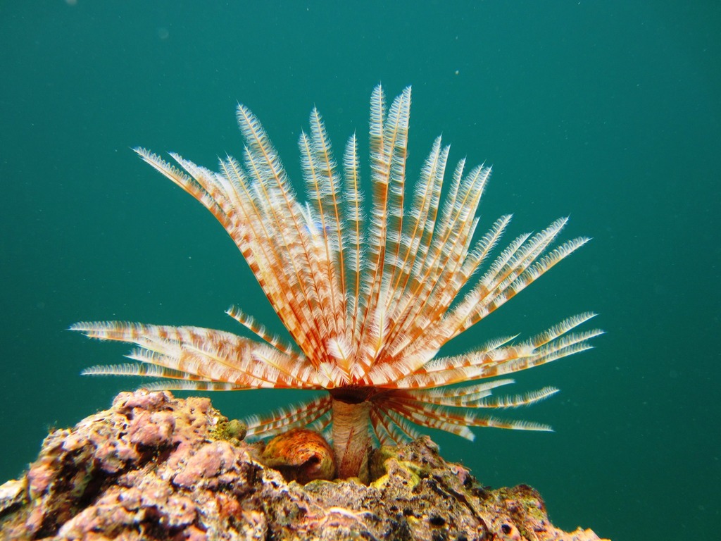Indian Feather Duster Worm