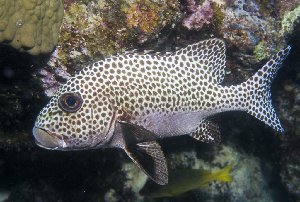 Gaterin harlequin