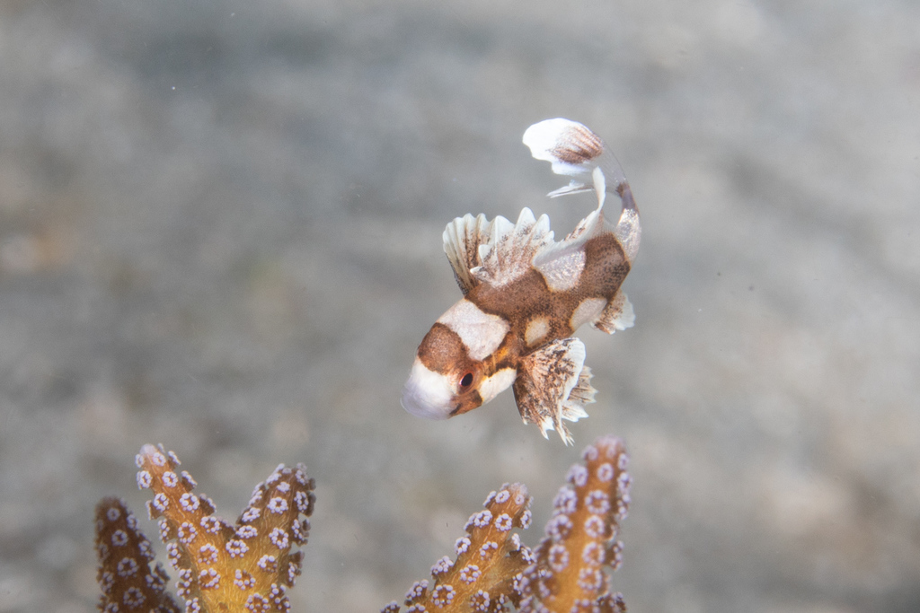 Gaterin harlequin