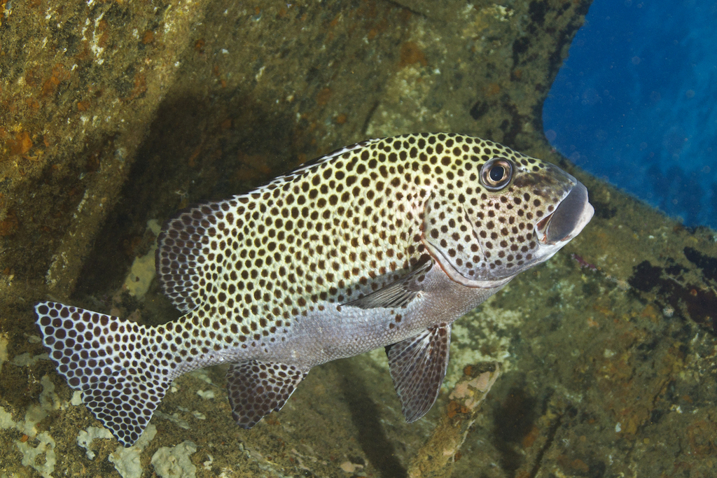 Harlequin Sweetlips