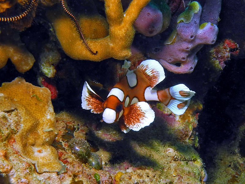Gaterin harlequin