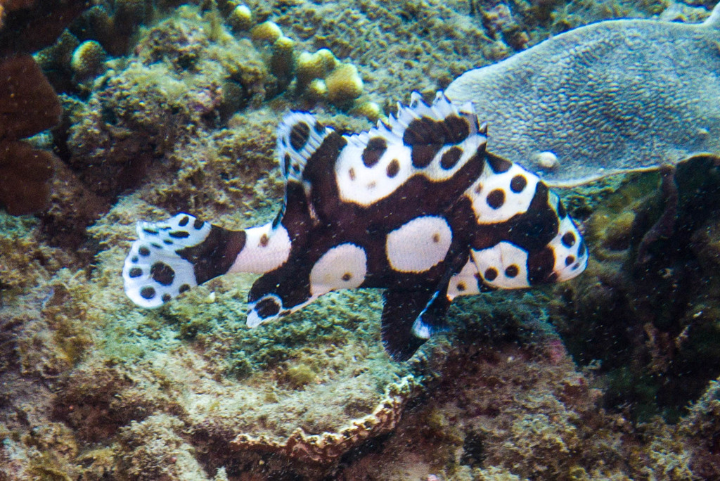 Gaterin harlequin