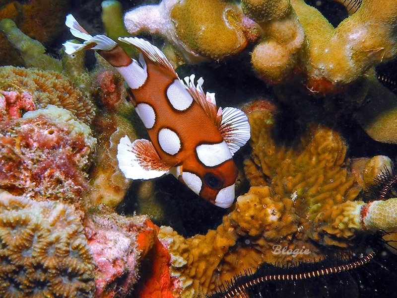 Gaterin harlequin