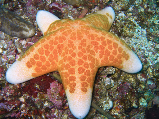 Granulated Sea Star