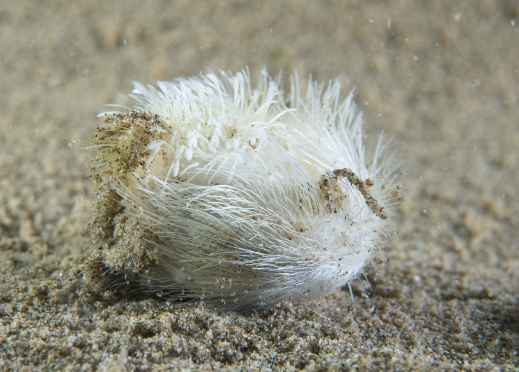 Sea Potato