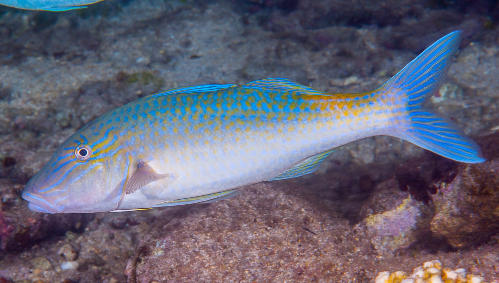 Goldsaddle Goatfish