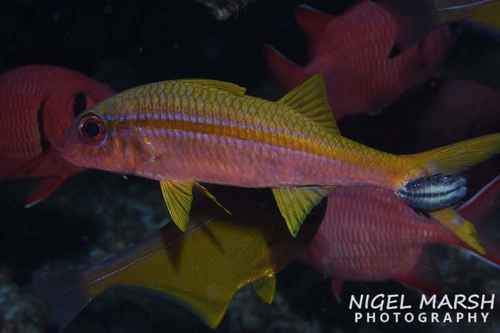 Yellowfin Goatfish