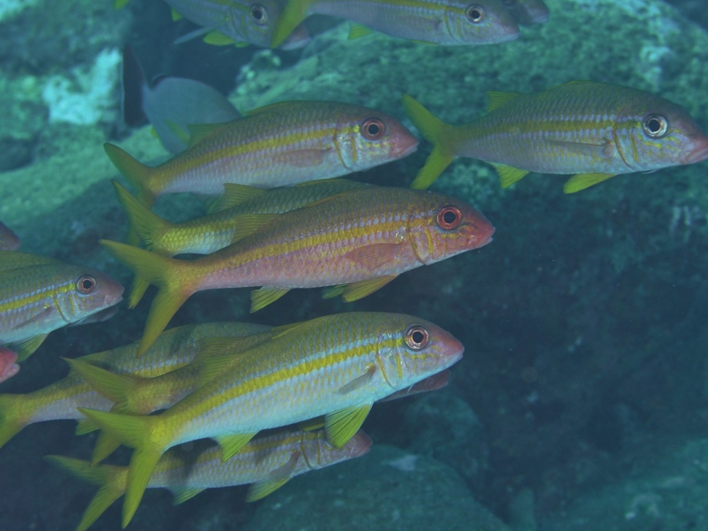 Yellowfin Goatfish