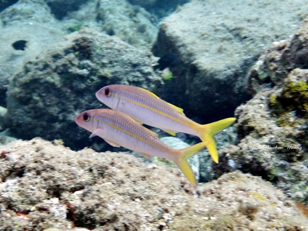 Yellowfin Goatfish
