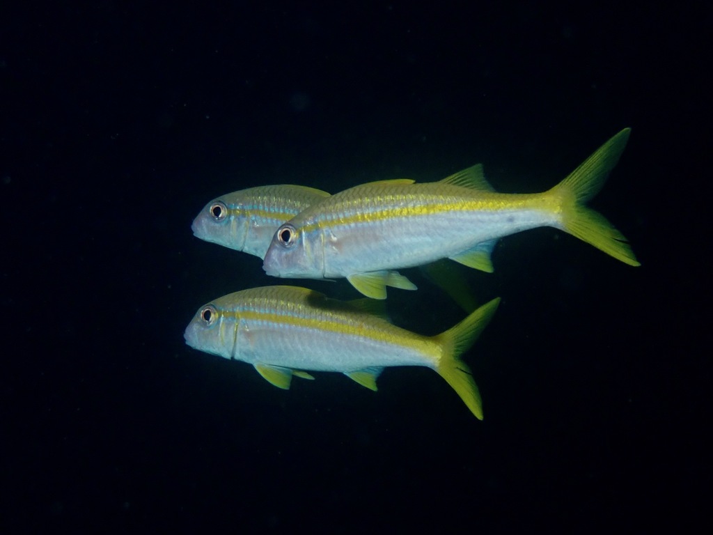 Yellowfin Goatfish