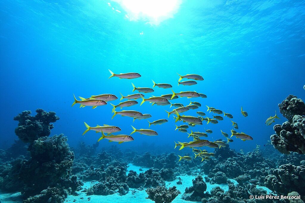 Yellowfin Goatfish