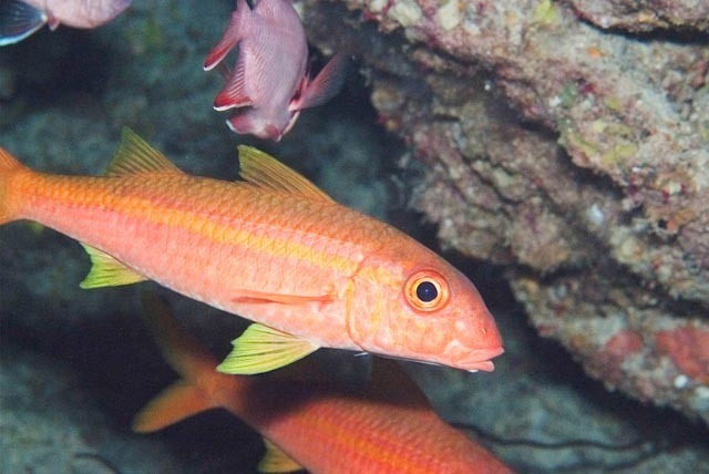 Yellowfin Goatfish