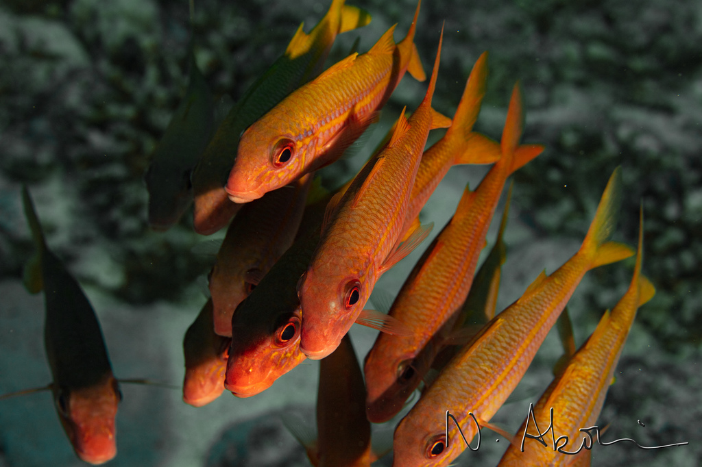 Yellowfin Goatfish