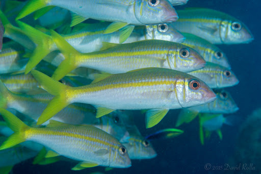 Yellowfin Goatfish