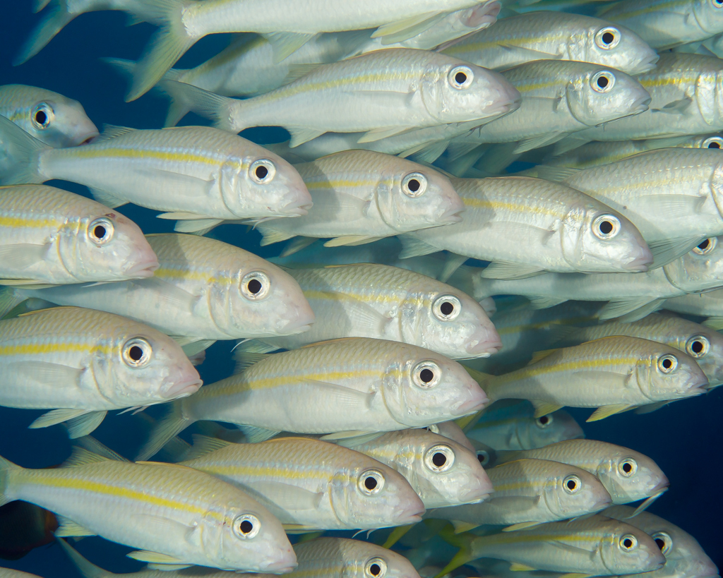 Yellowfin Goatfish
