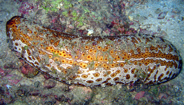 Leopard Sea Cucumber