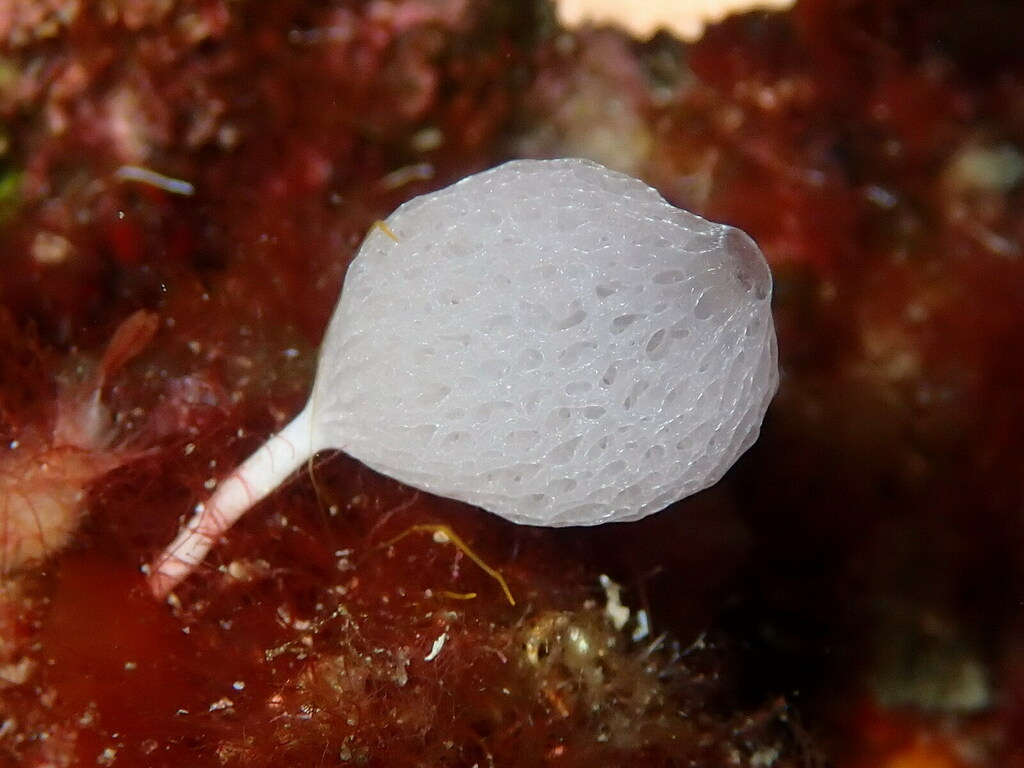 pedunculate clathrina
