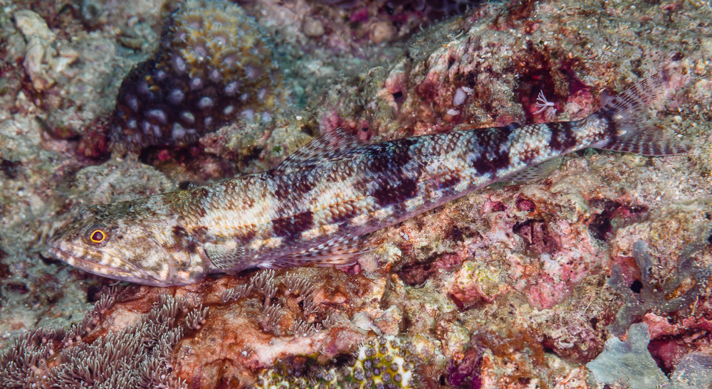 Poisson-lézard bigarré