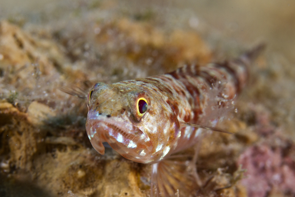 Poisson-lézard bigarré