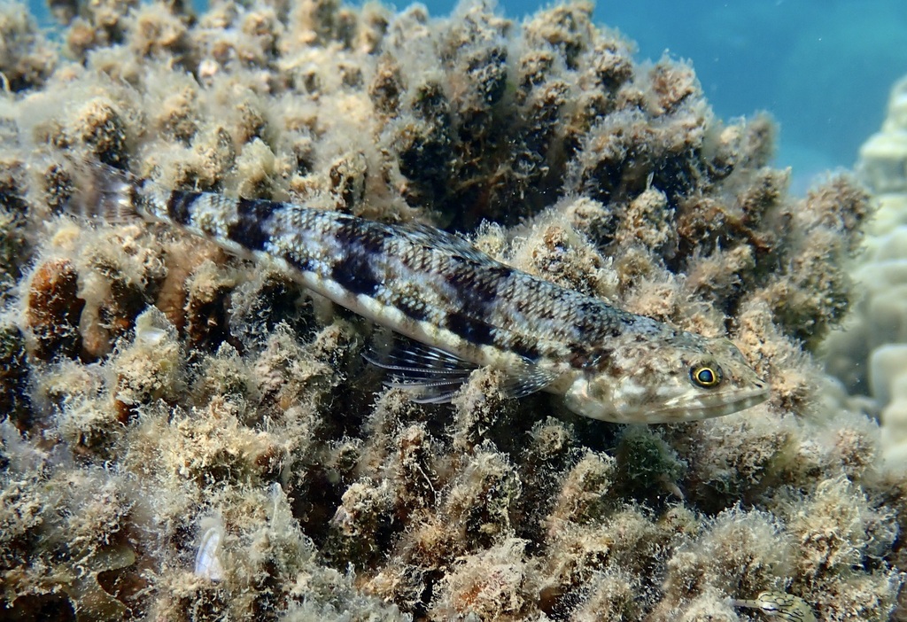 Poisson-lézard bigarré