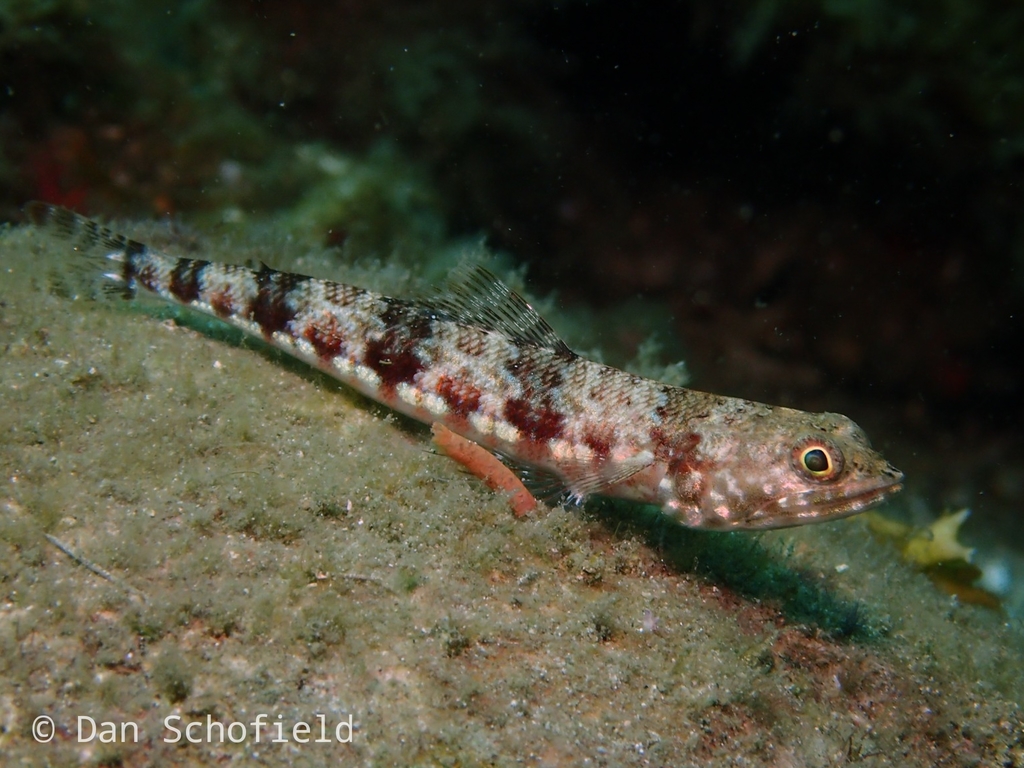 Poisson-lézard bigarré