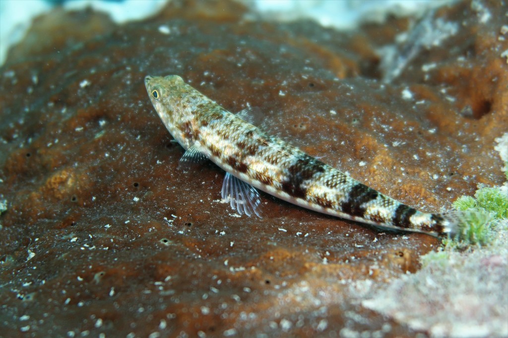 Poisson-lézard bigarré