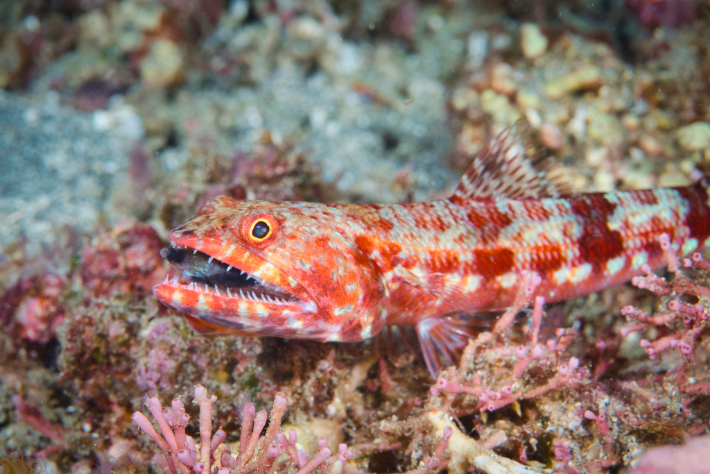 Variegated Lizardfish