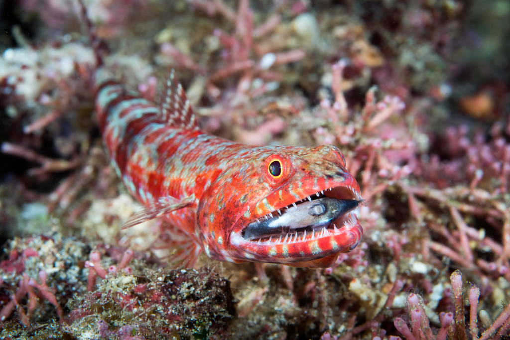 Poisson-lézard bigarré