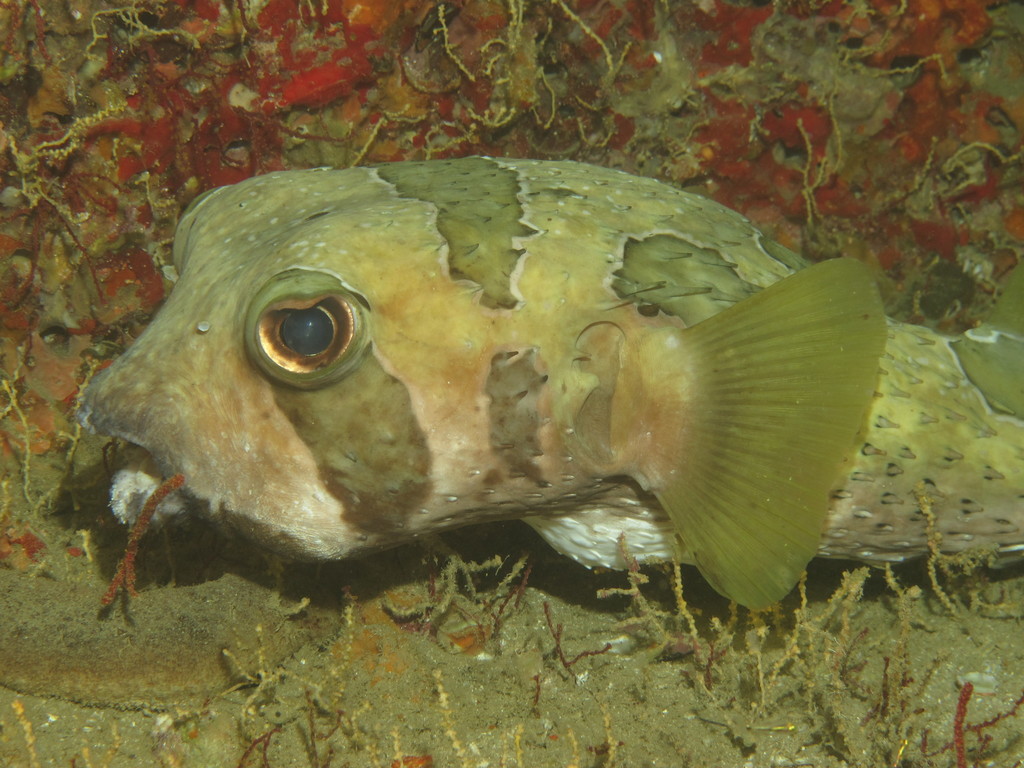 Blackblotched Porcupinefish