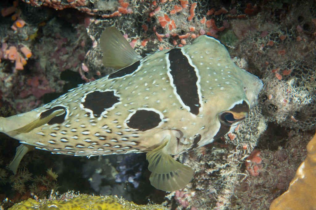 Blackblotched Porcupinefish