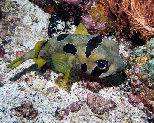 Blackblotched Porcupinefish