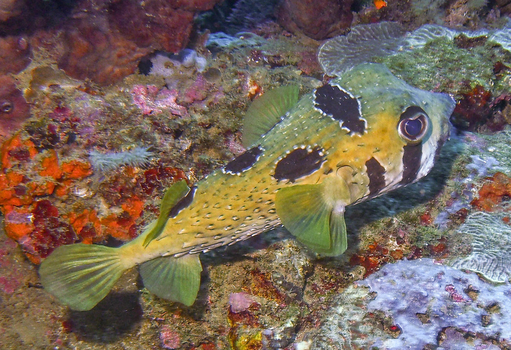 Blackblotched Porcupinefish