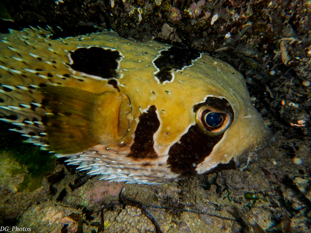 Blackblotched Porcupinefish