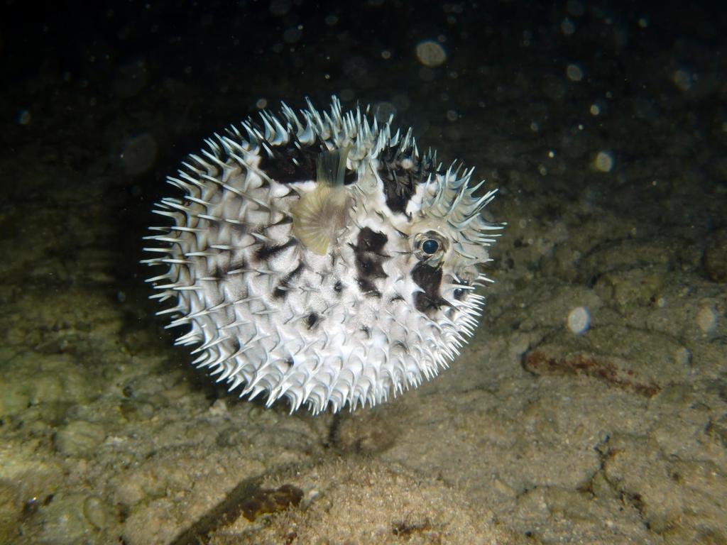 Blackblotched Porcupinefish