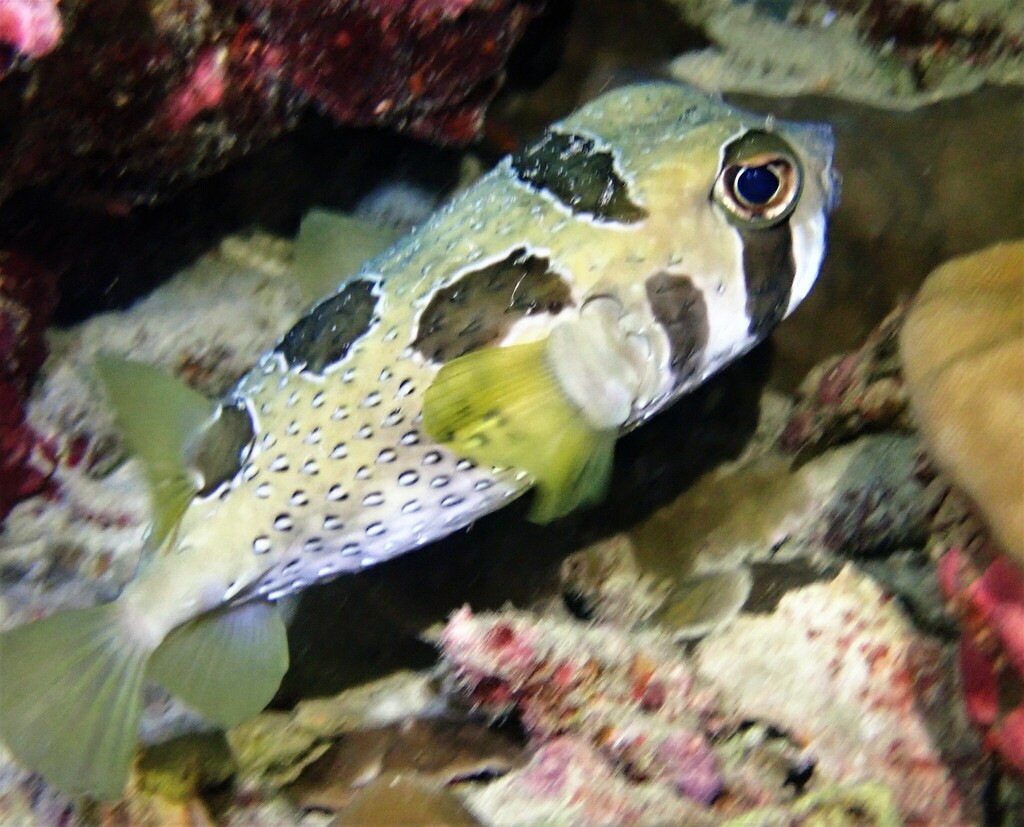 Blackblotched Porcupinefish